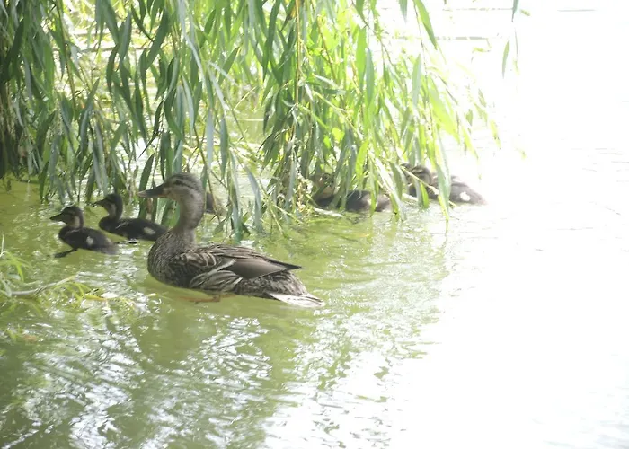 Bellevue Σπίτι διακοπών *